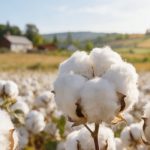 陸地棉進(jìn)化軌跡與重要性狀遺傳架構(gòu)被破解！《Nature Genetics》