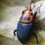 福建農(nóng)林大學(xué)揭示寄主昆蟲揮發(fā)物“反向塑造”寄生線蟲覓食行為的新機(jī)制研究丨《PNAS》封面文章