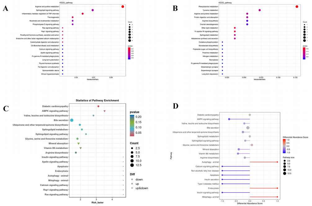 圖10 富集代謝途徑
