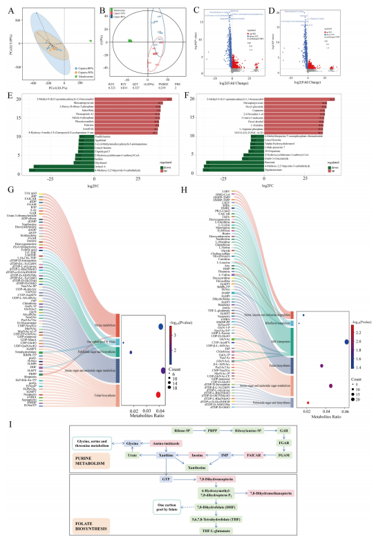 圖4 飼喂以粉蟲或刺山柑為基礎(chǔ)飼料的T. roborowskii中的差異代謝物及KEGG功能預(yù)測