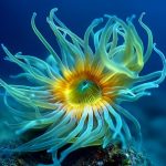 Nature子刊丨西班牙馬德里營(yíng)養(yǎng)高級(jí)研究所發(fā)布新型“衰老毒素”，專(zhuān)殺腫瘤中的衰老細(xì)胞