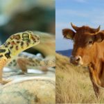 借助非靶向代謝組學技術(shù)解碼生物學過程，為疾病機制與生態(tài)適應(yīng)研究提供新視角